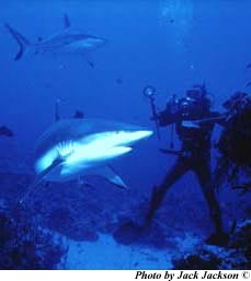 diver photographing grey reef shark