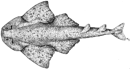 Angelshark -Squatina squatina