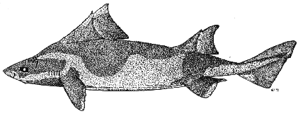 Angular roughshark - Oxynotus centrina