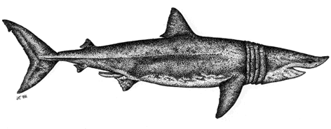 Basking Shark - Cetorhinus maximus