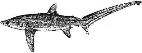 Bigeye thresher shark - Alopias superciliosus