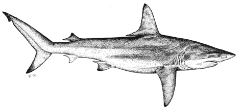 Blacktip Shark - Carcharhinus limbatus