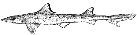 Blackspotted smoothhound - Mustelus punctulatus