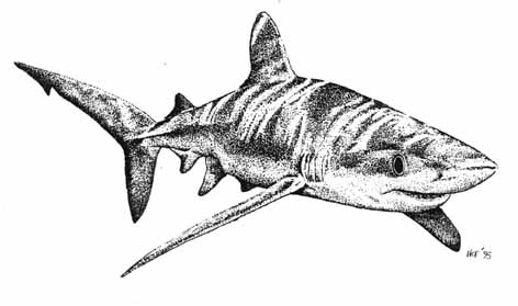 Blue Shark - Prionace glauca