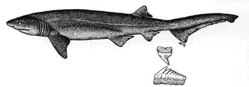 Bluntnose Six-gill shark - Hexanchus griseus