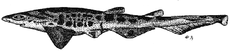 Blackmouth catshark - Galeus melastomus