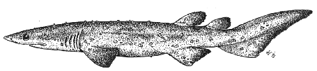Bramble shark - Echinorhinus brucus