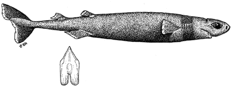 Cookiecutter Shark - Isistius brasiliensis
