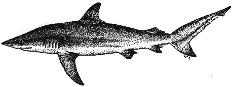 Dusky shark - Carcharhinus obscurus