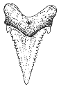 Foetus tooth