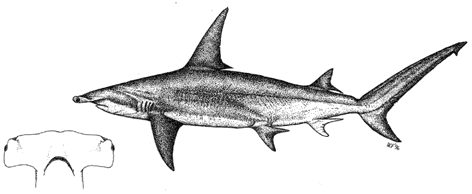 Great Hammerhead Shark - Sphyrna mokarran
