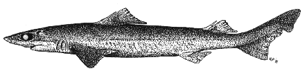 Gulper shark - Centrophorus granulosus