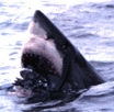 Great White mouths decoy penguin