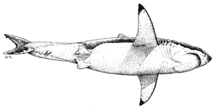 White Shark (female) ventral view