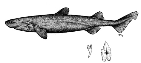 Kitefin Shark - Dalatias licha