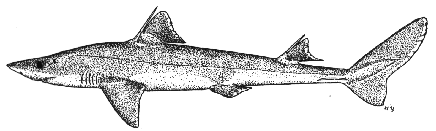 Longnose spurdog - Squalus blainvillei