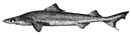 Little gulper shark - Centrophorus uyato