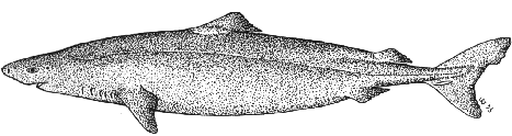 Little sleeper shark - Somniosus rostratus