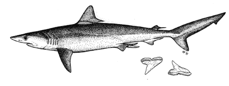 Milk Shark - Rhisoprionodon acutus
