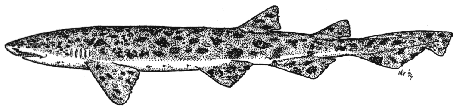 Nursehound - Scyliorhinus stellaris