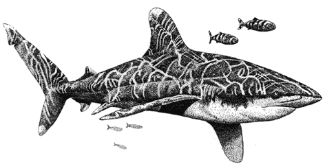 Oceanic Whitetip shark - Carcharhinus longimanus