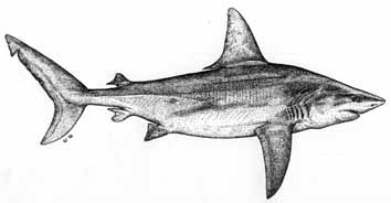 Sandbar Shark - Carcharhinus plumbeus