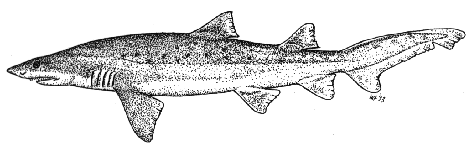 Sandtiger or grey nurse shark - Carcharias taurus