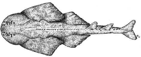 Sawback angelshark - Squatina aculeata