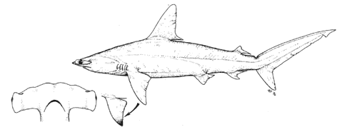 Scalloped Hammerhead Shark - Sphyrna lewini