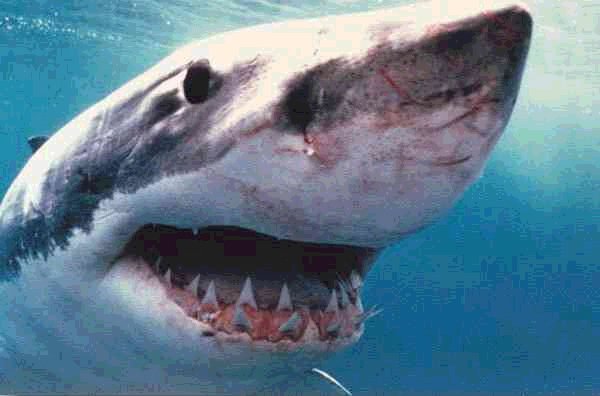 shark teeth rows. Great White Shark Teeth