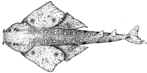 Smoothback angelshark - Squatina oculata