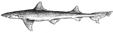 Smoothhound - Mustelus mustelus