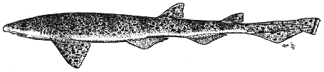 Smallspotted catshark - Scyliorhinus canicula
