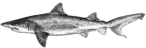 Smalltooth sandtiger - Odontaspis ferox