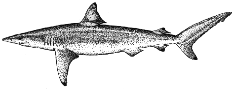 Spinner shark - Carcharhinus brevipinna