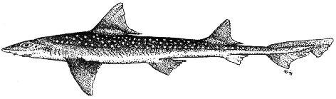 Starry smoothhound - Mustelus asterias