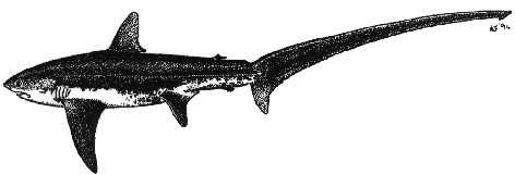 Thresher shark - Alopias vulpinus