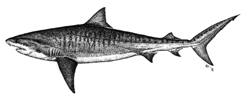 Tiger Shark - Galeocerdo cuvier