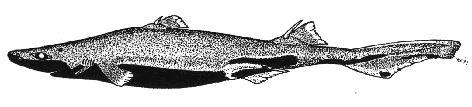 Velvet Belly- Etmopterus spinax